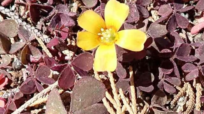 Creeping Oxalis