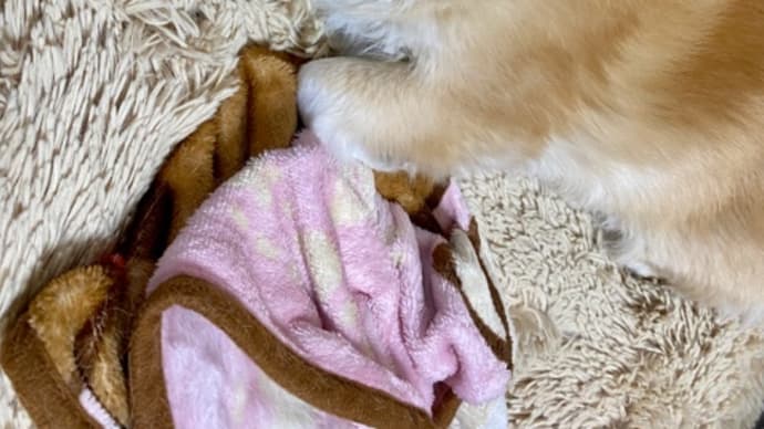 犬も人間と一緒やね~