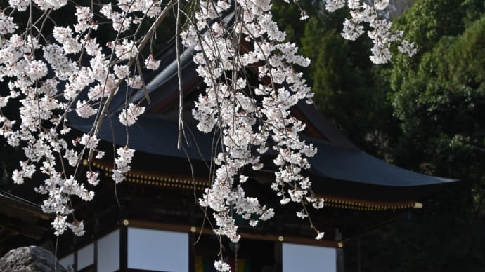 お花見!・・・長谷寺のサクラ(長野市篠ノ井) ☆4月2日の撮影です