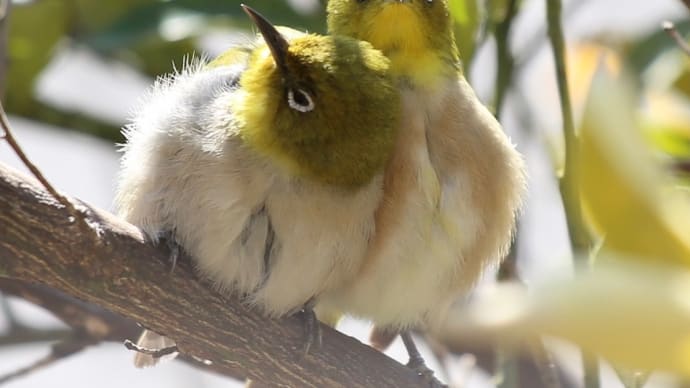 今日も仲睦まじく❤️🕊🕊