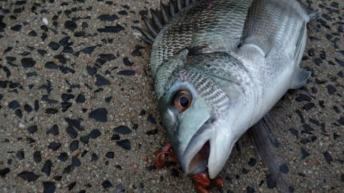 久々の魚記事