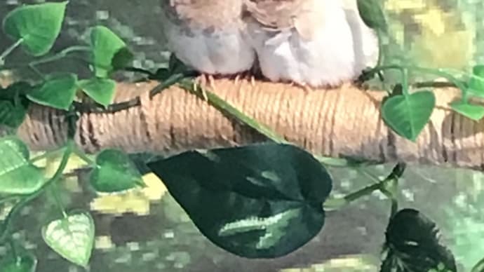 ココ&コロン