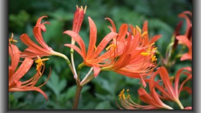 ムジナノカミソリ コウの花図鑑