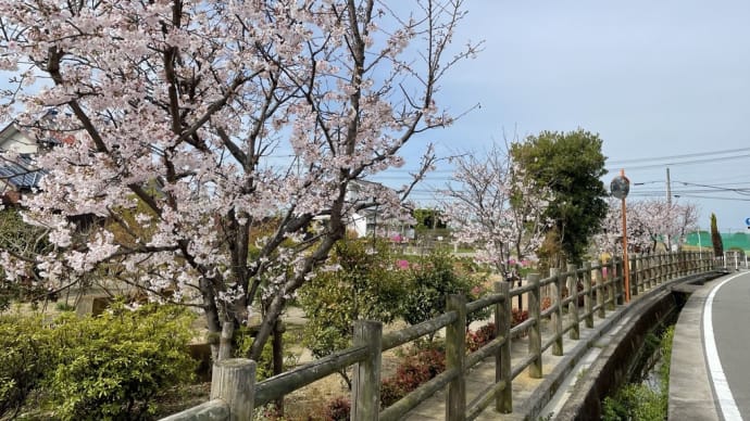 接種して急いで春の公園へ