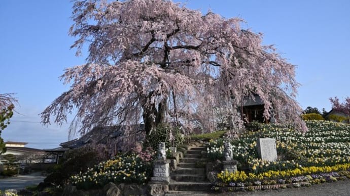 No.888 桜速報~金毘羅桜・水月観音・滝桜・七草木・天神・戸ノ内・塩ノ崎大桜他~