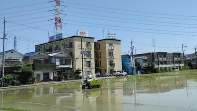 田植え