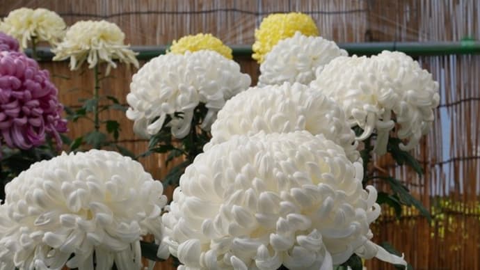 東京都観光菊花大会へ