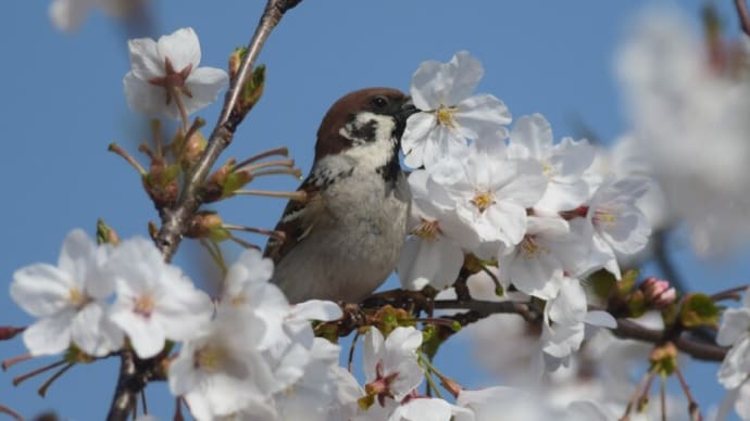 スズメ 桜の蜜を盗む-5