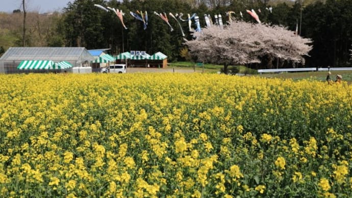 鼻高展望花の丘の菜の花2025