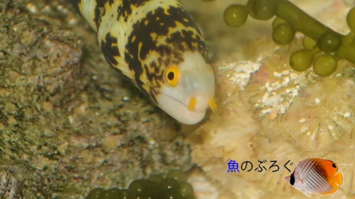 ぶろぐ16周年