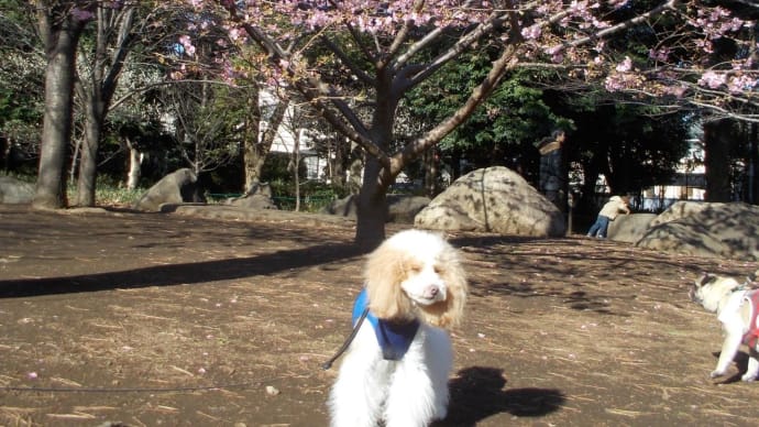 ♪森の公園の河津桜、7分咲き,゜.:。+゜♪
