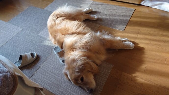 何だか減ったなぁ