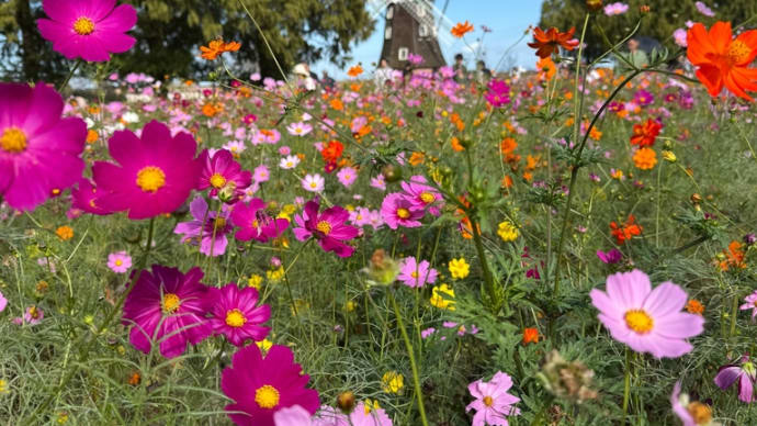 あけぼの山農業公園 コスモス