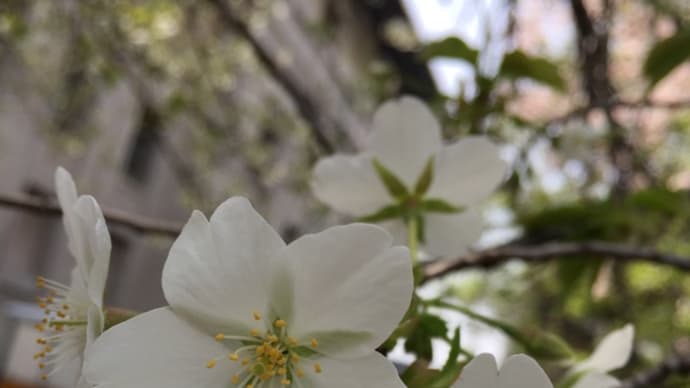 上野の桜「博物館でお花見を」