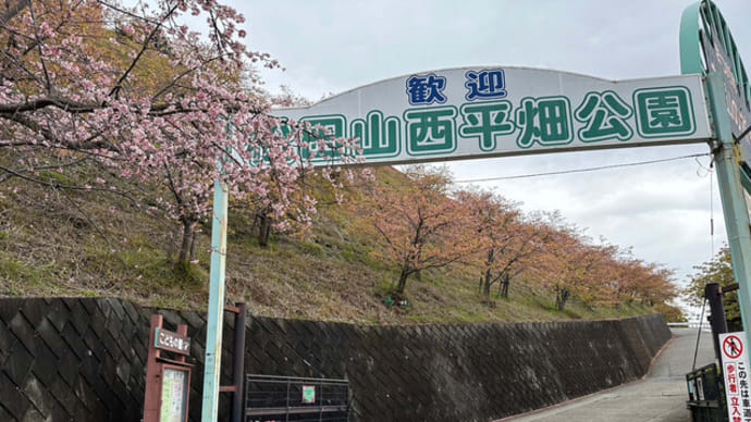松田山で名残り桜　最大17%の激坂上れば葉桜の間から絶景