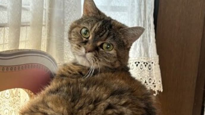 我が家のお嬢様が体調不良で…