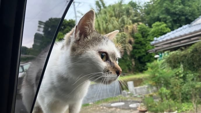 また来てる👀
