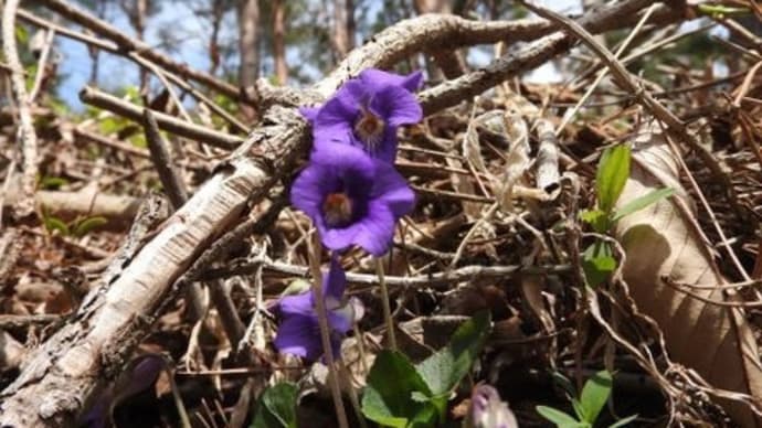 高ボッチ高原・鉢伏山の植物 ニオイタチツボスミレ(匂立坪菫)