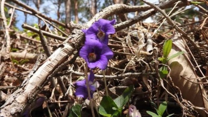 高ボッチ高原・鉢伏山の植物　ニオイタチツボスミレ（匂立坪菫）