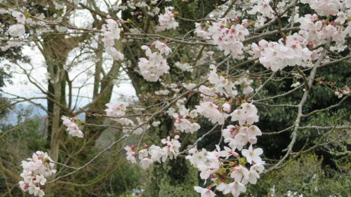 春の京都散歩（4月4日）：修学院離宮へ！