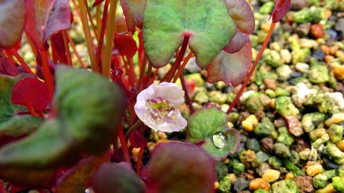 タツタソウには白花があるというが・・・
