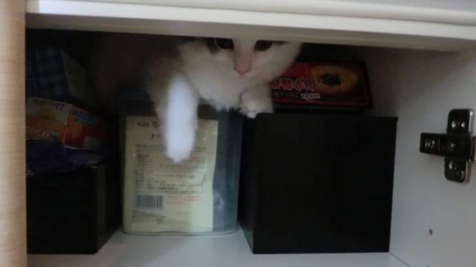 やっぱり出てください