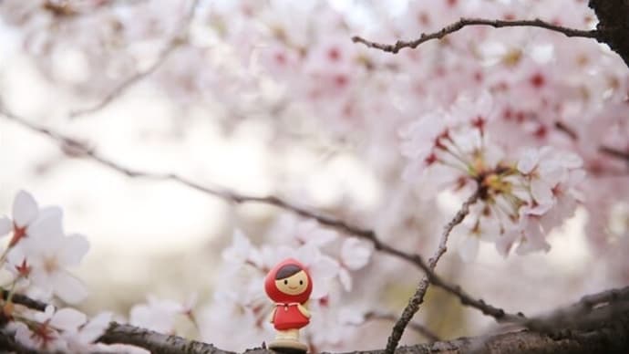 住之江公園、護国神社の桜＆ちょっとつぶやき。