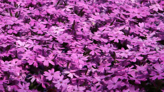 芝桜の季節1