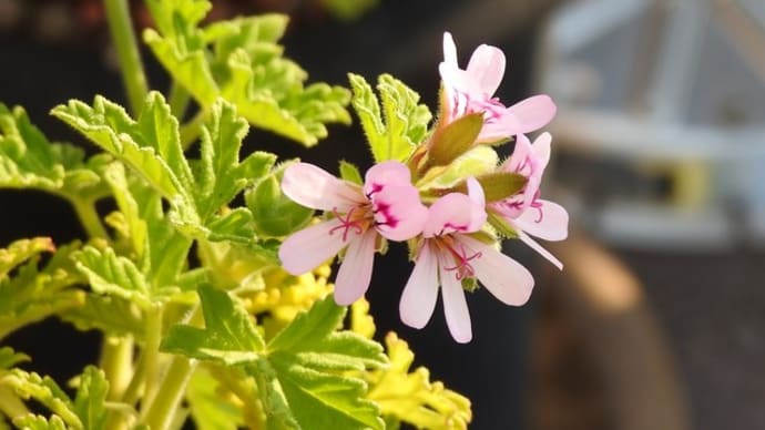 今年も蚊連草が咲きました。