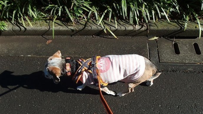 リードの長さ