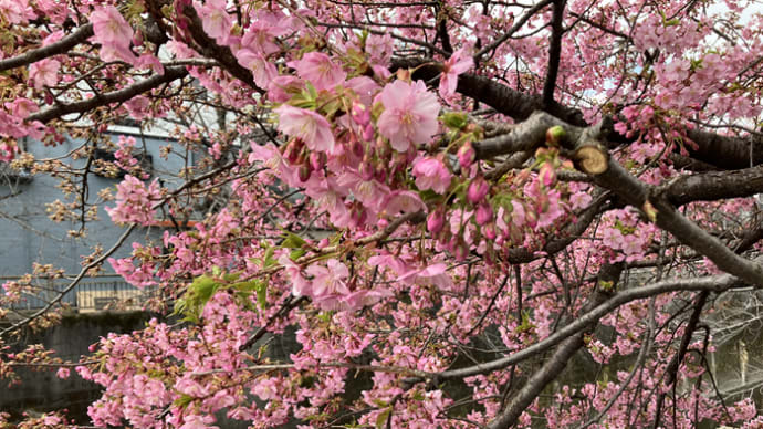 母と初お花見🌸