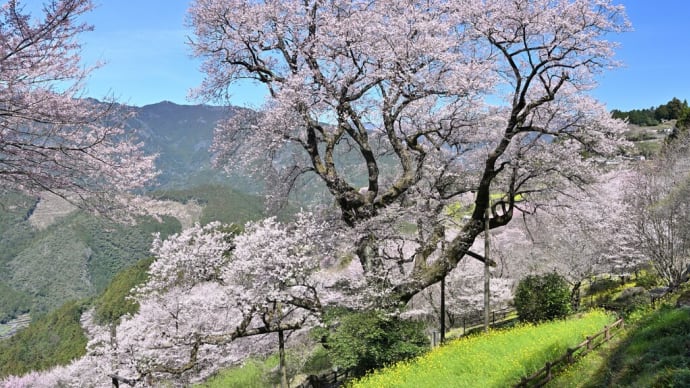 仁淀川春の花巡り「ひょうたん桜」