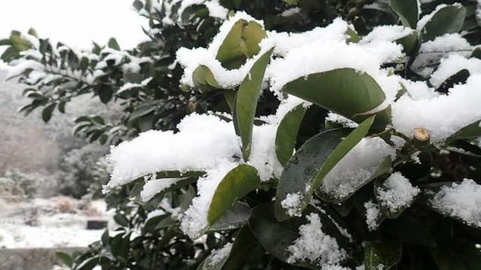 02月24日の散歩 雪のち晴
