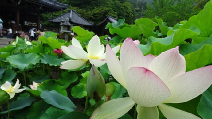 三室戸寺の蓮と紫陽花（2019年６月）前編　＠　京都妖怪探訪（６３６）