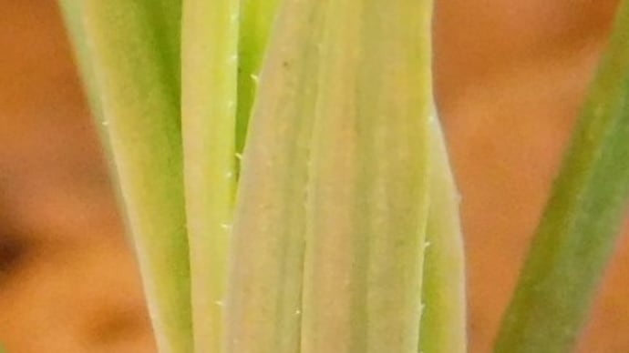 大王松の初生葉にトゲ状突起がある 発芽成長記録