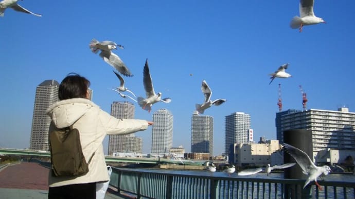 カモメと遊んだ日々