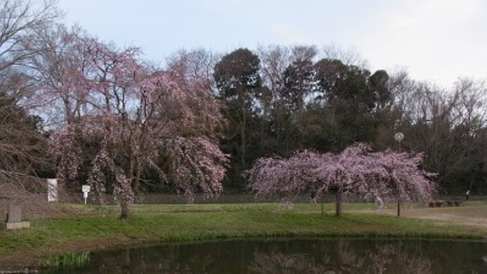 金山緑地公園の滝しだれ桜