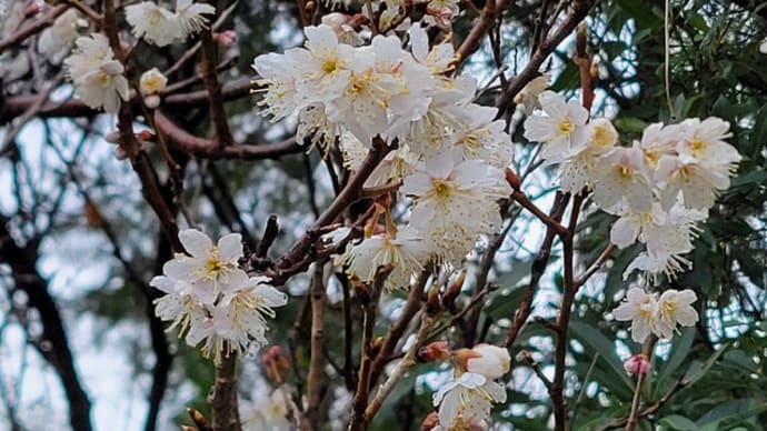 桜が咲きました~・・・・が