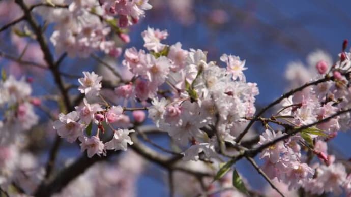 庭の花🌸
