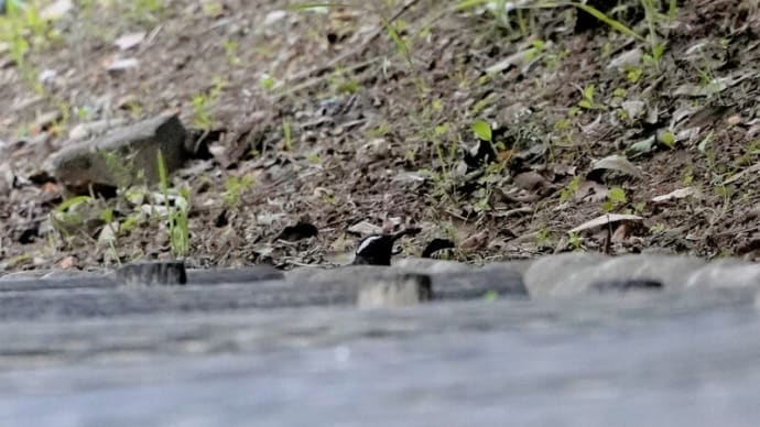 5月12日・・・・マミジロ、コウライウグイス、サンコウチョウ、モズ