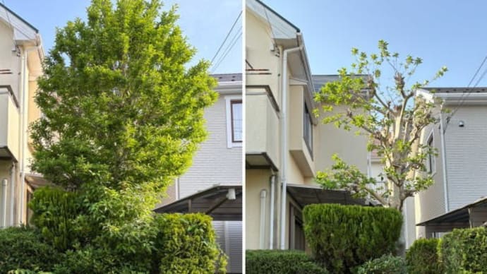 お隣の敷地に枝が伸びてしまった庭木の剪定作業