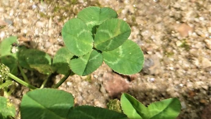 花言葉は「財運」