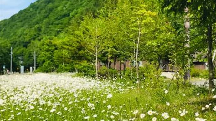 マーガレット満開の六月の高山