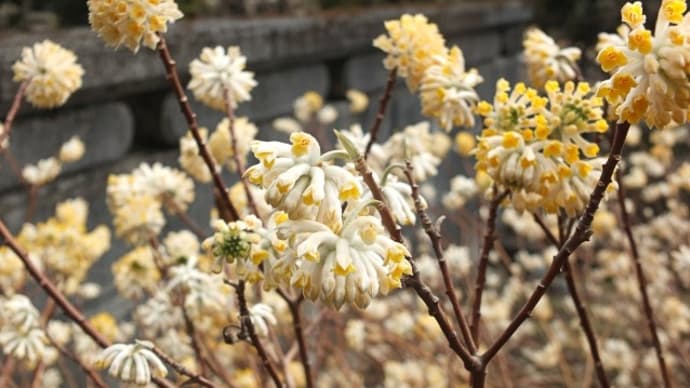 a flower