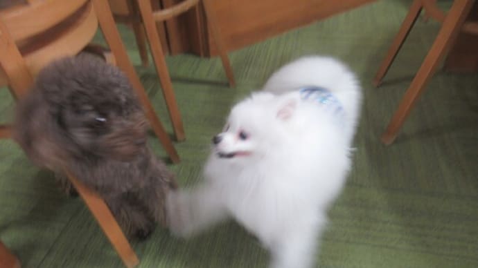 2023/12/09 犬の幼稚園BuddyDog