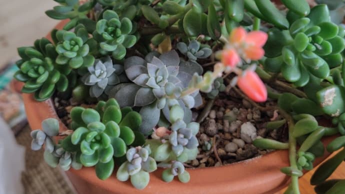 可憐な花