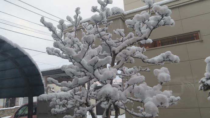 木蓮の枝にふんわり雪の花が咲きました⛄
