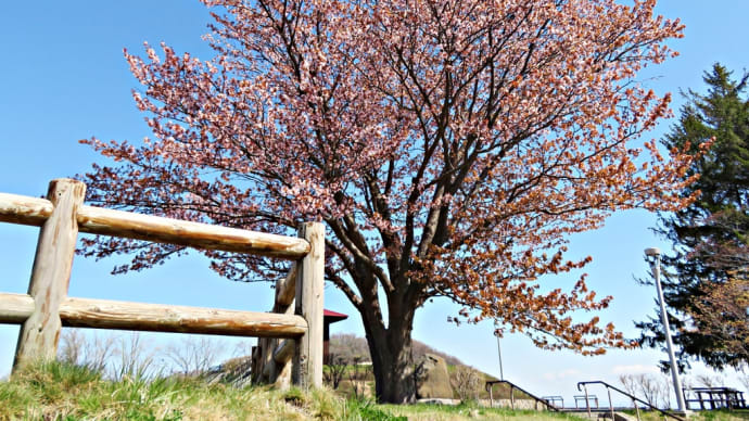 札幌で花見２０２３～旭山記念公園ほか～