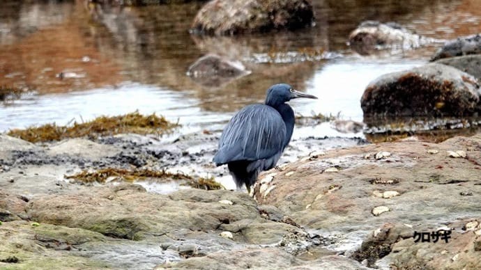 03/26探鳥記録写真-2:狩尾岬の鳥たち(クロサギ、ウミアイサ、イソヒヨドリ、)