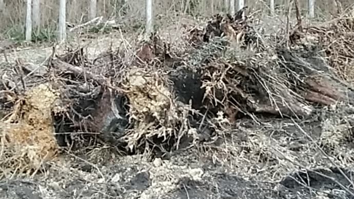 乱入の軍靴凍返る二・二六／青萄